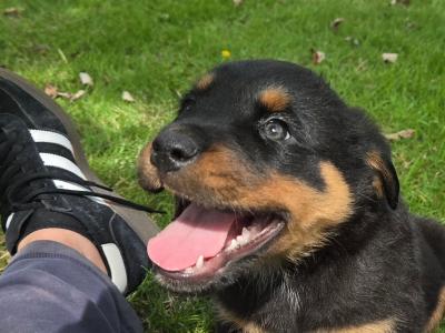 IKC Registered (pending) Rottweiler puppies in Kilkenny