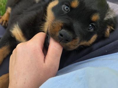 IKC Registered (pending) Rottweiler puppies in Kilkenny