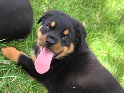 IKC Registered (pending) Rottweiler puppies in Kilkenny