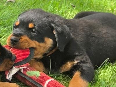 IKC Registered (pending) Rottweiler puppies in Kilkenny