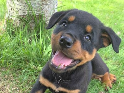 IKC Registered (pending) Rottweiler puppies in Kilkenny