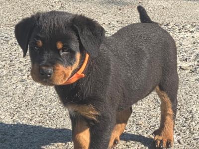 IKC Registered (pending) Rottweiler puppies in Kilkenny
