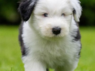 IKC Registered old English Sheepdog puppies in Longford