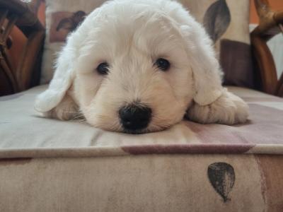 IKC Registered old English Sheepdog puppies in Longford