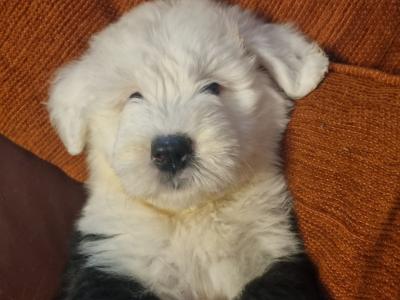 IKC Registered old English Sheepdog puppies in Longford