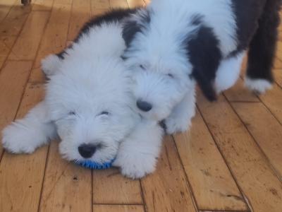 IKC Registered old English Sheepdog puppies in Longford