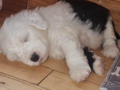 IKC Registered old English Sheepdog puppies in Longford