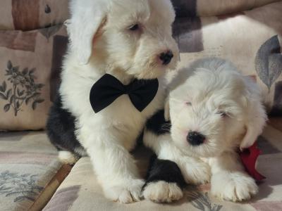 IKC Registered old English Sheepdog puppies in Longford