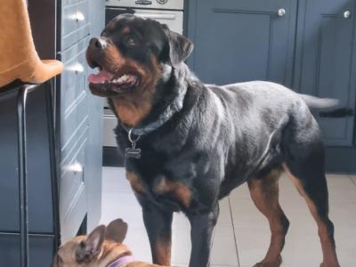 IKC Registered (pending) Rottweiler puppies in Kilkenny