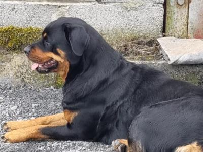 IKC Registered (pending) Rottweiler puppies in Kilkenny