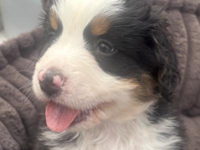 Bernese Mountain Dog puppies for sale in Cork