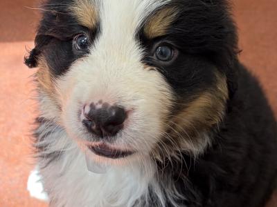 Bernese Mountain Dog puppies for sale in Cork