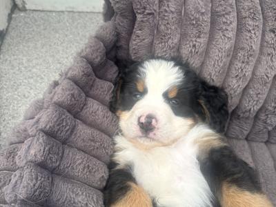 Bernese Mountain Dog puppies for sale in Cork