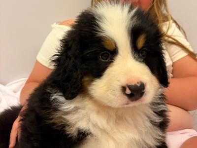 Bernese Mountain Dog puppies for sale in Cork