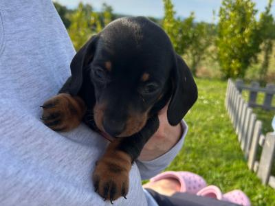 Miniature Dachshund puppies in Wexford