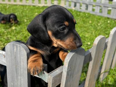 Miniature Dachshund puppies in Wexford
