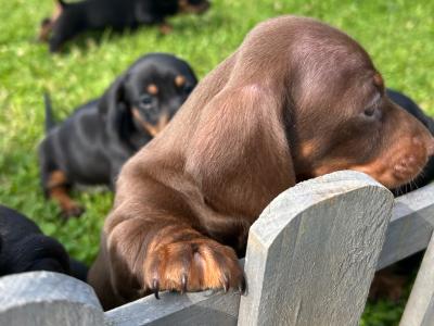 Miniature Dachshund puppies in Wexford