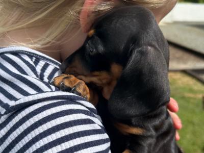 Miniature Dachshund puppies in Wexford