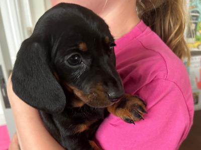 Miniature Dachshund puppies in Wexford