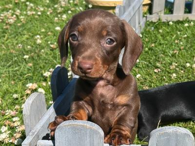 Miniature Dachshund puppies in Wexford