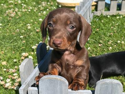 Miniature Dachshund puppies in Wexford 0877558880