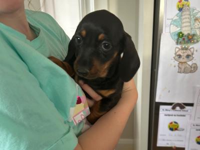 Miniature Dachshund puppies in Wexford