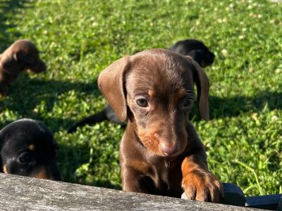 Miniature Dachshund puppies in Wexford