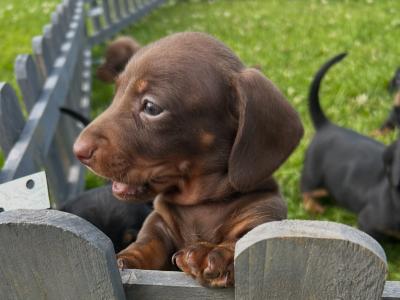 Miniature Dachshund puppies in Wexford
