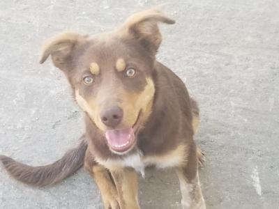 Chocolate male Australian Kelpie puppy 5 months old in Cork
