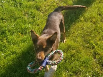 Chocolate male Australian Kelpie puppy 5 months old in Cork