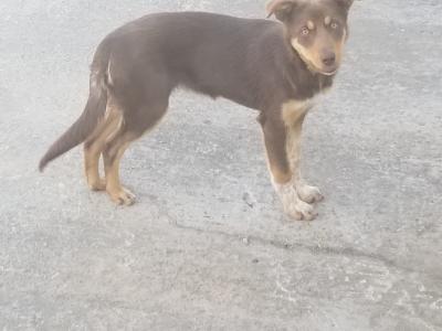 Chocolate male Australian Kelpie puppy 5 months old in Cork