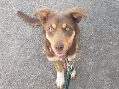Chocolate male Australian Kelpie puppy 5 months old in Cork