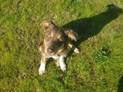Chocolate male Australian Kelpie puppy 5 months old in Cork
