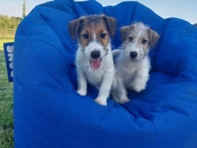 Fox Terrier puppies in Offaly