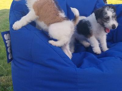 Fox Terrier puppies in Offaly