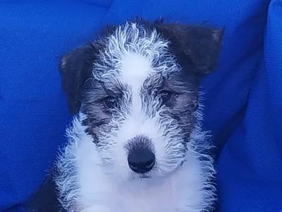 Fox Terrier puppies in Offaly