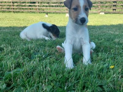 Fox Terrier puppies in Offaly