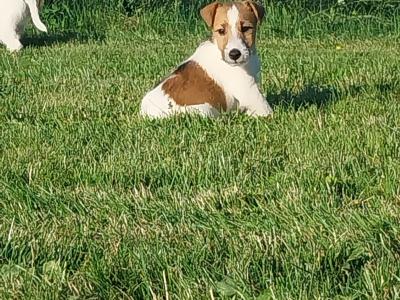 Fox Terrier puppies in Offaly