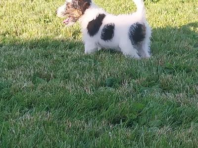 Fox Terrier puppies in Offaly