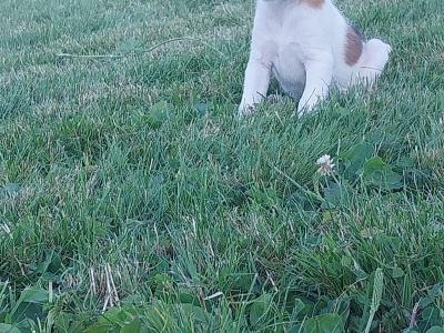 Fox Terrier puppies in Offaly