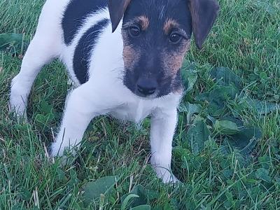 Fox Terrier puppies in Offaly
