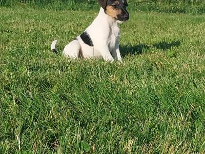 Fox Terrier puppies in Offaly