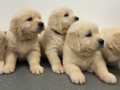 Exceptional IKC Registered Purebred Golden Retriever puppies in Galway