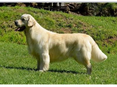Exceptional IKC Registered Purebred Golden Retriever puppies in Galway