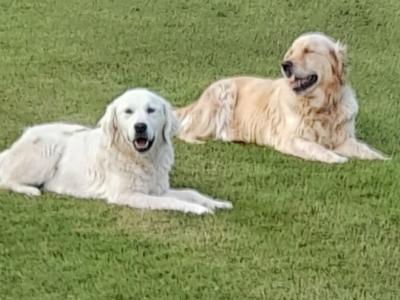 Exceptional IKC Registered Purebred Golden Retriever puppies in Galway