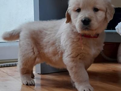 Exceptional IKC Registered Purebred Golden Retriever puppies in Galway