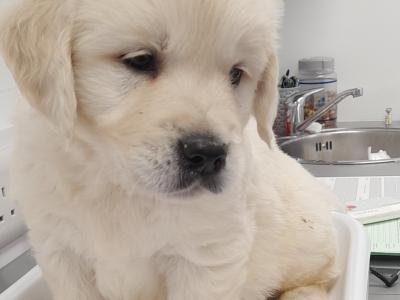 Exceptional IKC Registered Purebred Golden Retriever puppies in Galway