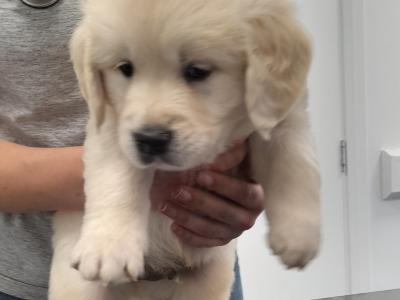 Exceptional IKC Registered Purebred Golden Retriever puppies in Galway