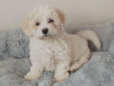 Bichon Frise puppies in Limerick