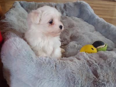 Bichon Frise puppies in Limerick